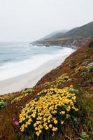 Dune flowers on a foggy beach photo