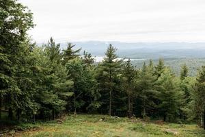 Green forest trees photo