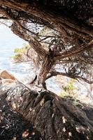 Trees on a beach photo