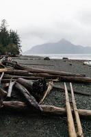 Driftwood on a beach photo