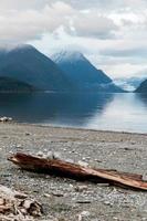 Driftwood on a beach photo