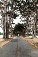 Road and tree tunnel photo