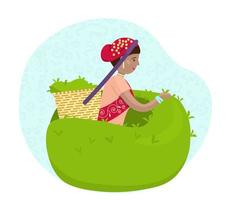 Vector illustration of Indian woman in traditional clothes with big basket picking tea leaves. Work at tea plantation.
