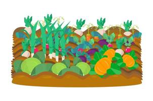 Vectot illustration of vegetable garden. Radish, beet, garden radish, carrots, cabbage,pumpkins, leek. Harvest.