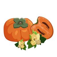 Set of persimmons fruit on white background. Ripe fresh juice persimmon, sliced fruit and persimmons flowers. Vector illustration.