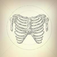 skeleton blueprint drawing vector