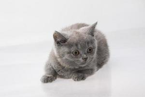 Scottish fold cat on white background photo