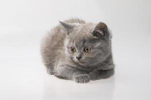 Scottish fold cat on white background photo