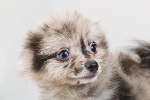 Pomeranian Spitz close up view photo