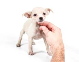 chihuahua puppy in front of a white background photo