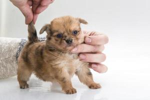 Chihuahua puppy close up view photo