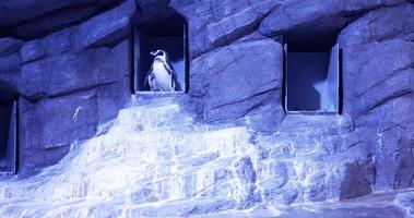 stående pingvin som undersöker något. video