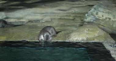 Otter in the zoo . video