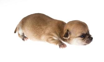 Funny puppy Chihuahua poses on a white background photo