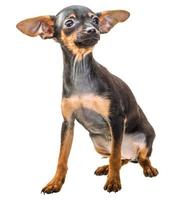 Toy terrier on white background photo