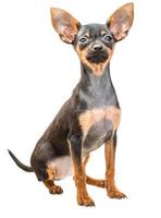 Toy terrier on white background photo