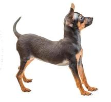 Toy terrier on white background photo