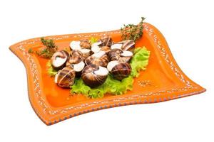 Escargot on the plate and white background photo