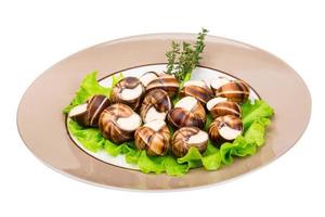 Escargot on the plate and white background photo