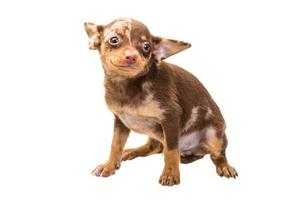 Toy terrier on white background photo