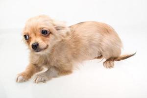 Toy terrier on white background photo