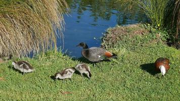 Mallard ducks with its babies near the river at Botanical Garden, Christchurch video