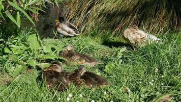 Mallard ducks scratch itchy at Botanical Garden, Christchurch video