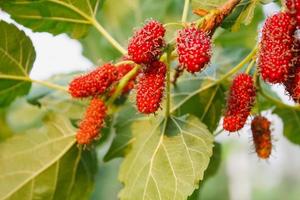 Fresh mulberry on tree photo