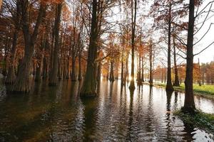 The woods view with the trees growing up on the water photo