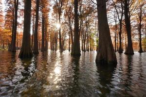 The woods view with the trees growing up on the water photo