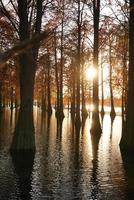 la vista del bosque con los árboles que crecen en el agua foto