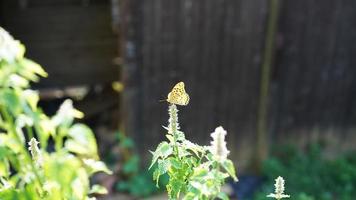 una mariposa amarilla deteniéndose en la parte superior de las flores con la cálida luz del sol foto