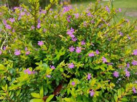 Cuphea Hyssopifolia living in the park of Sleman Regency photo