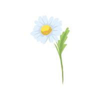 chamomile vector sketch