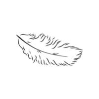 bird's feather vector sketch