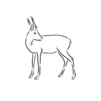 roe deer vector sketch