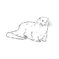 otter vector sketch