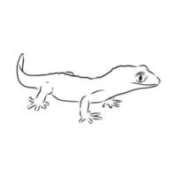 dibujo vectorial de lagarto vector