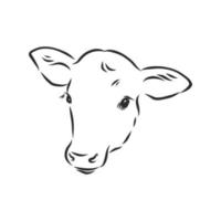 bull cow vector sketch