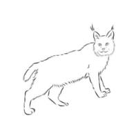 lynx vector sketch