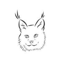 lynx vector sketch