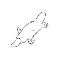 platypus vector sketch