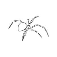 dibujo vectorial de araña vector