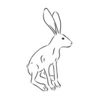 hare vector sketch