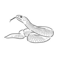 dibujo vectorial de serpiente vector