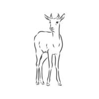 roe deer vector sketch