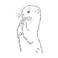 otter vector sketch