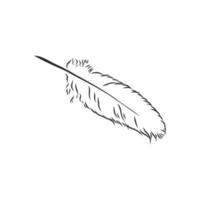 bosquejo del vector de la pluma de pájaro
