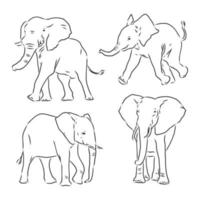 dibujo vectorial de elefante vector