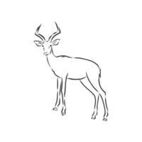 roe deer vector sketch